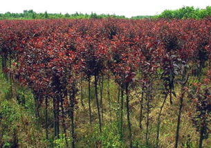 厂家供应红叶李全国可发货出售苗圃紫叶李小苗70 80cm